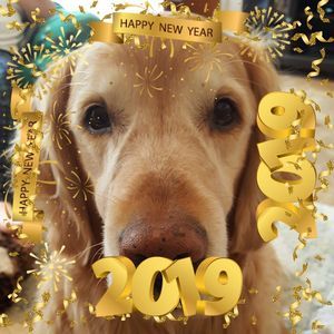 Meet your Posher, Ann